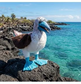 Marionnnette fou à pieds bleus signée Folkmanis, sur un rocher au bord de la mer