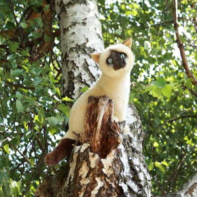 Peluche Chat Siamois - 30 cm signée Rappa, dans la nature